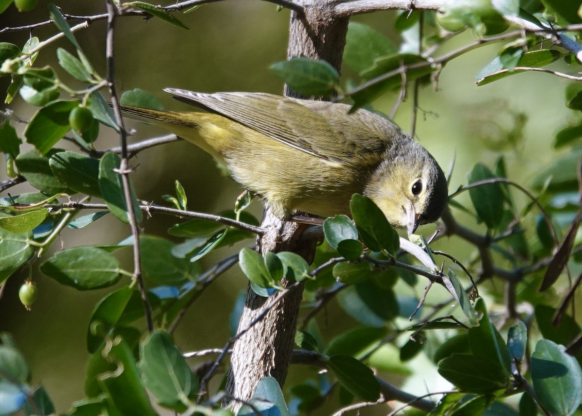 Orange-crowned Warbler - ML646511774