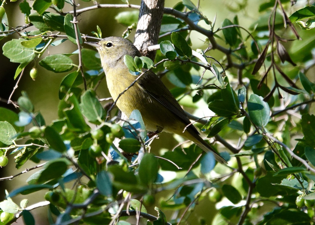 Orange-crowned Warbler - ML646511775