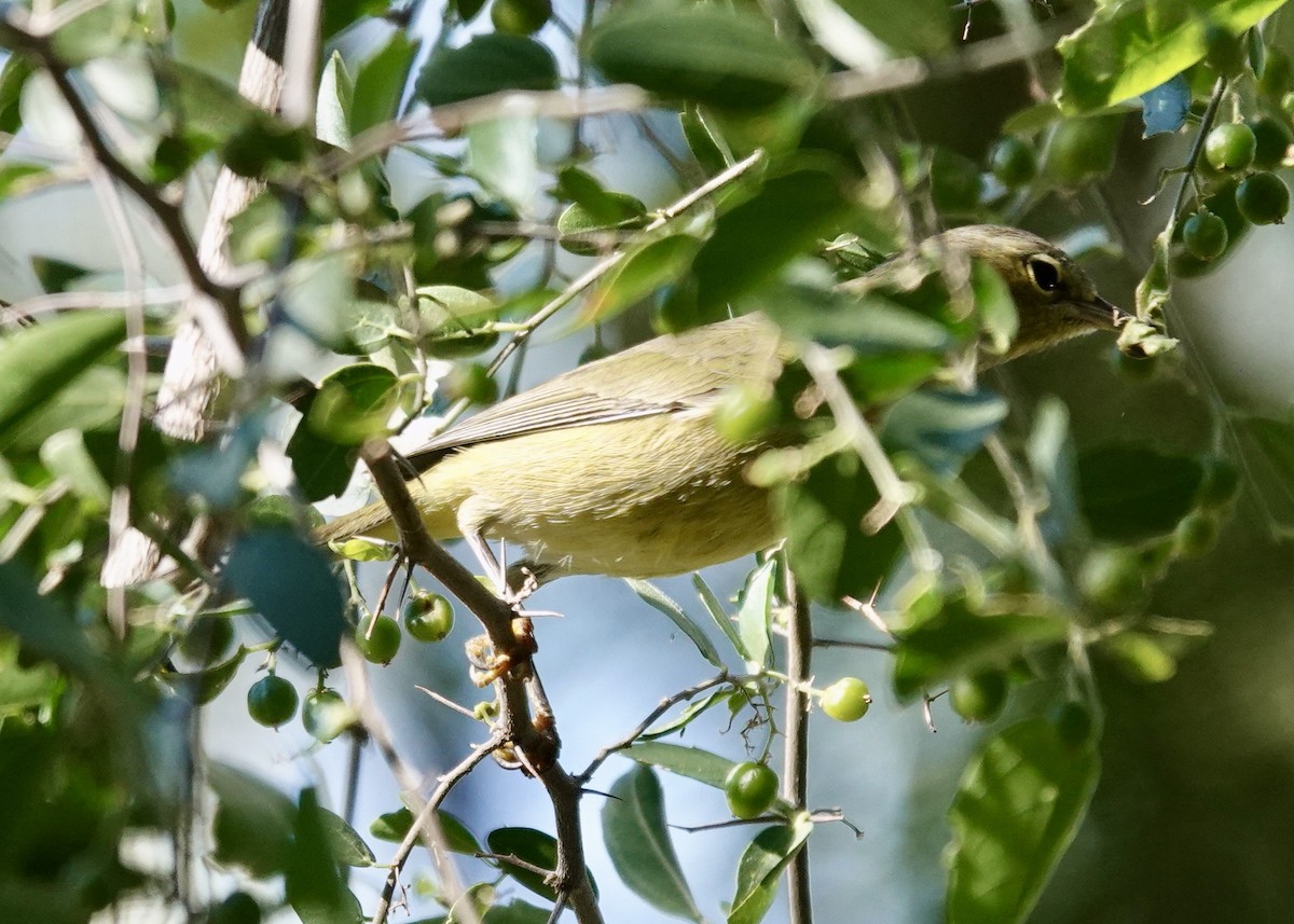 Orange-crowned Warbler - ML646511776