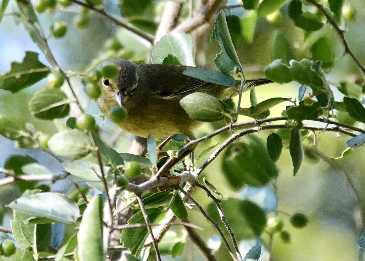 Orange-crowned Warbler - ML646511777