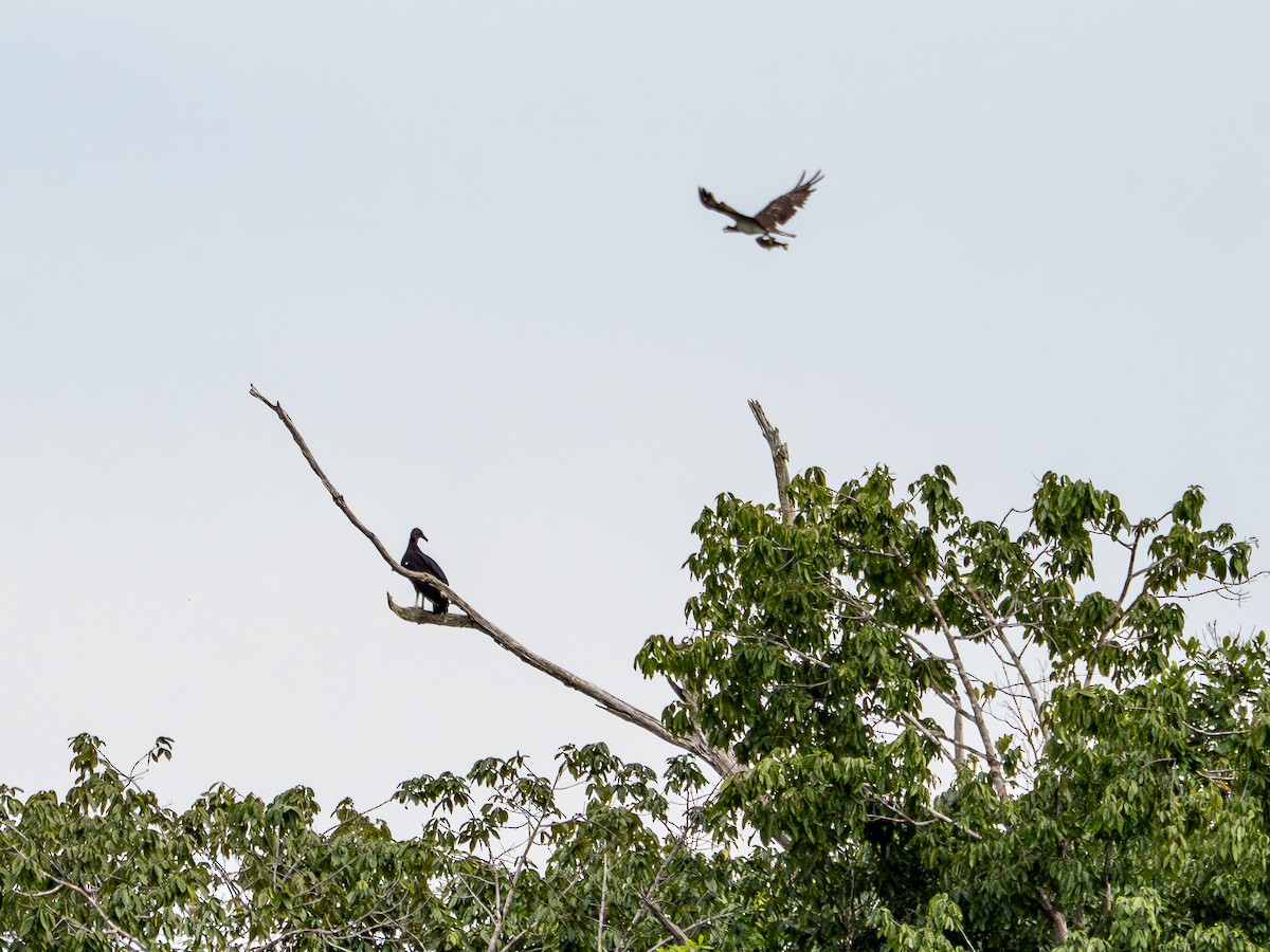 שלך - ML646511778