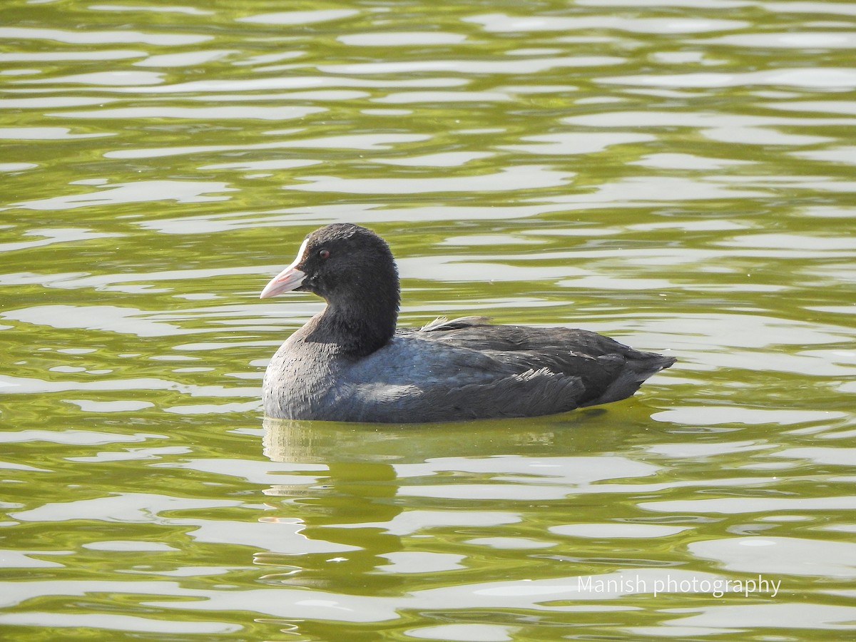 Sakarmeke - ML646511781