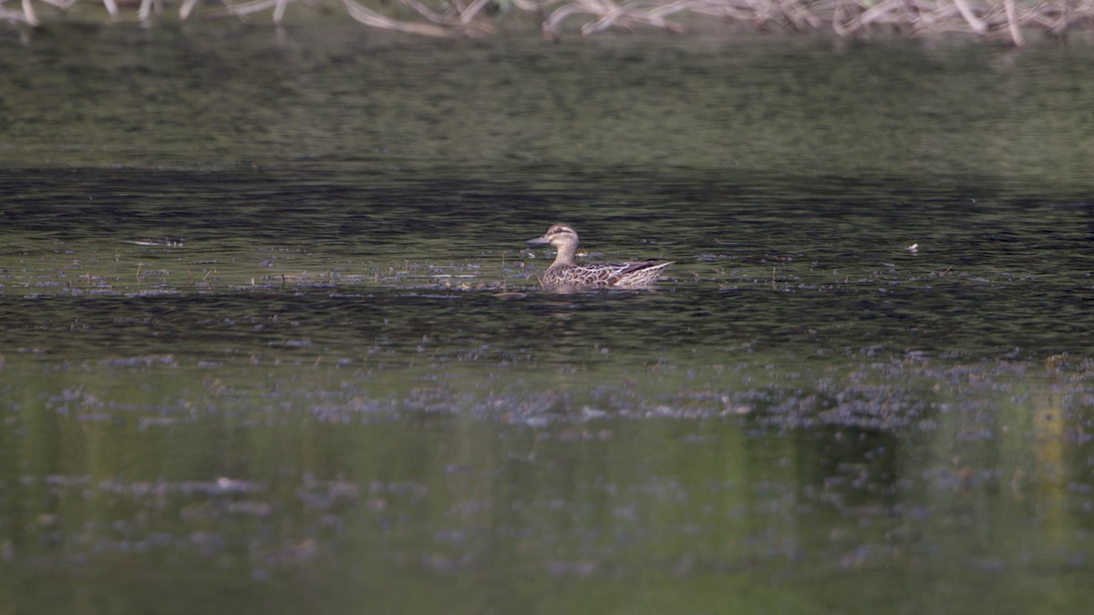 Garganey - ML646511782