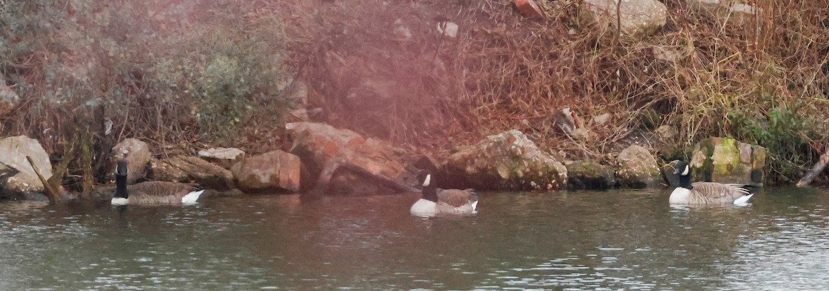 Canada Goose - ML646511784