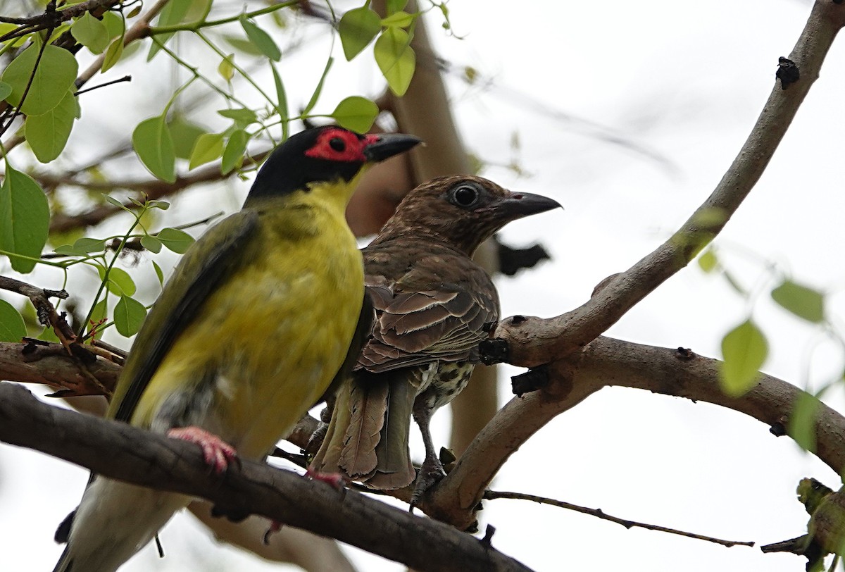 Australasian Figbird (Yellow) - ML646511786