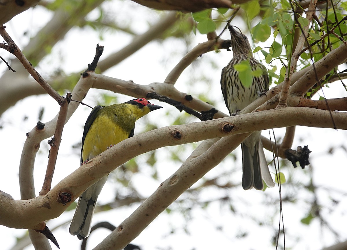 Australasian Figbird (Yellow) - ML646511788