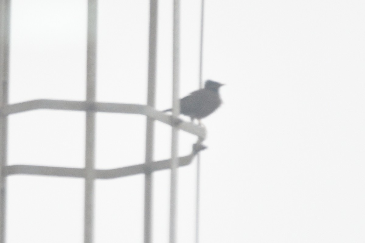 Ave sp. - ML646511789