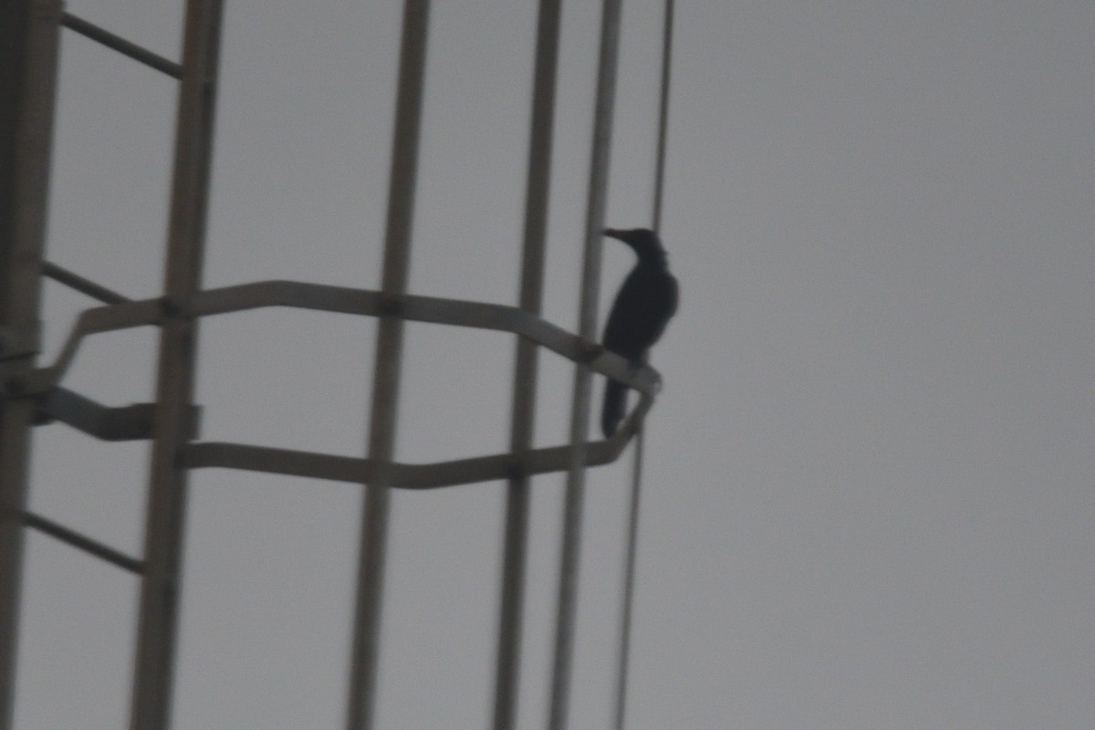 Ave sp. - ML646511790