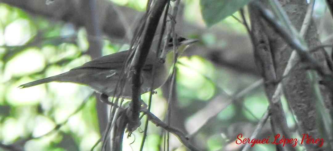 Reinita de Swainson - ML646511792