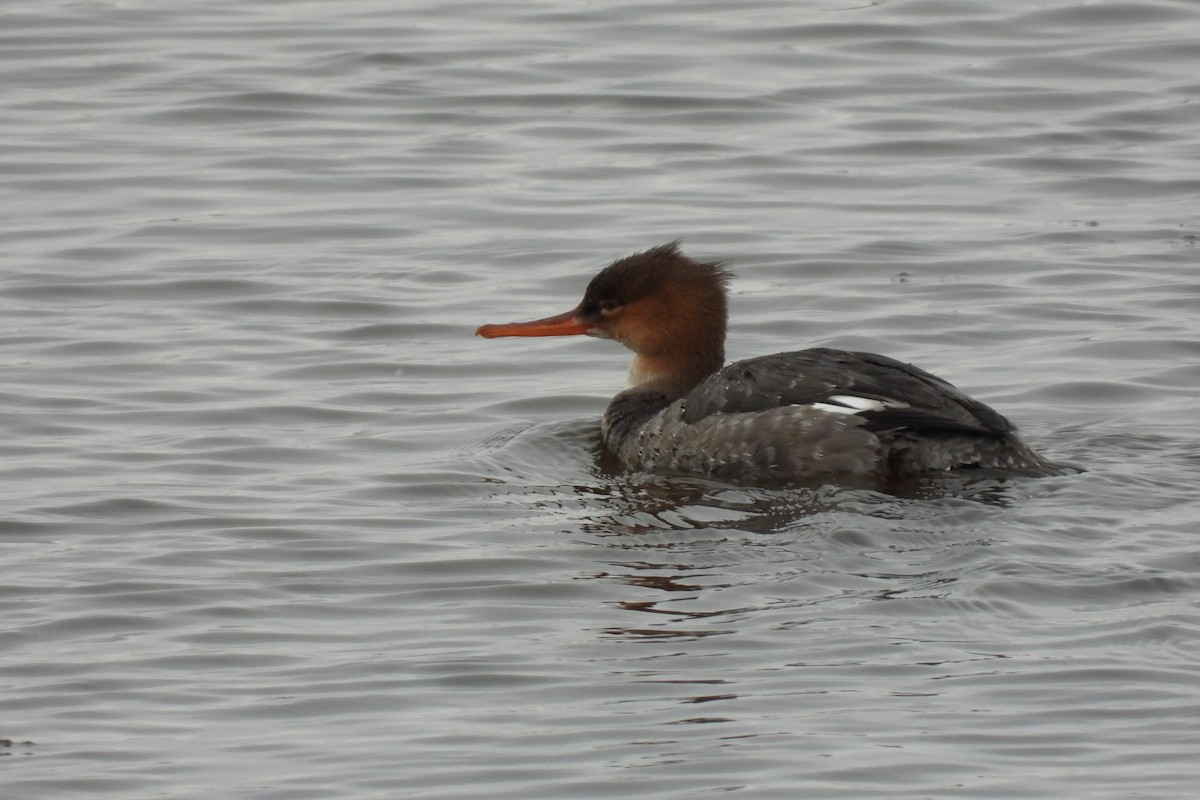 紅胸秋沙 - ML646511794