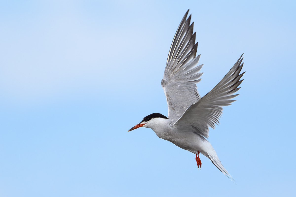 Речная крачка - ML646511797