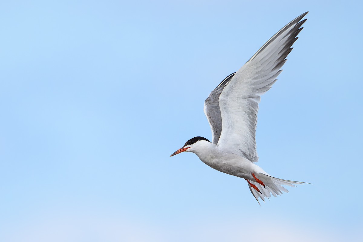 Речная крачка - ML646511798