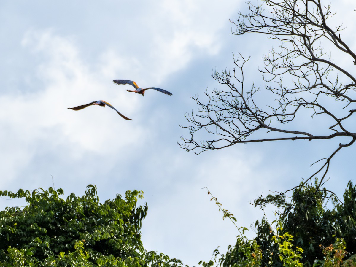 Scarlet Macaw - ML646511801
