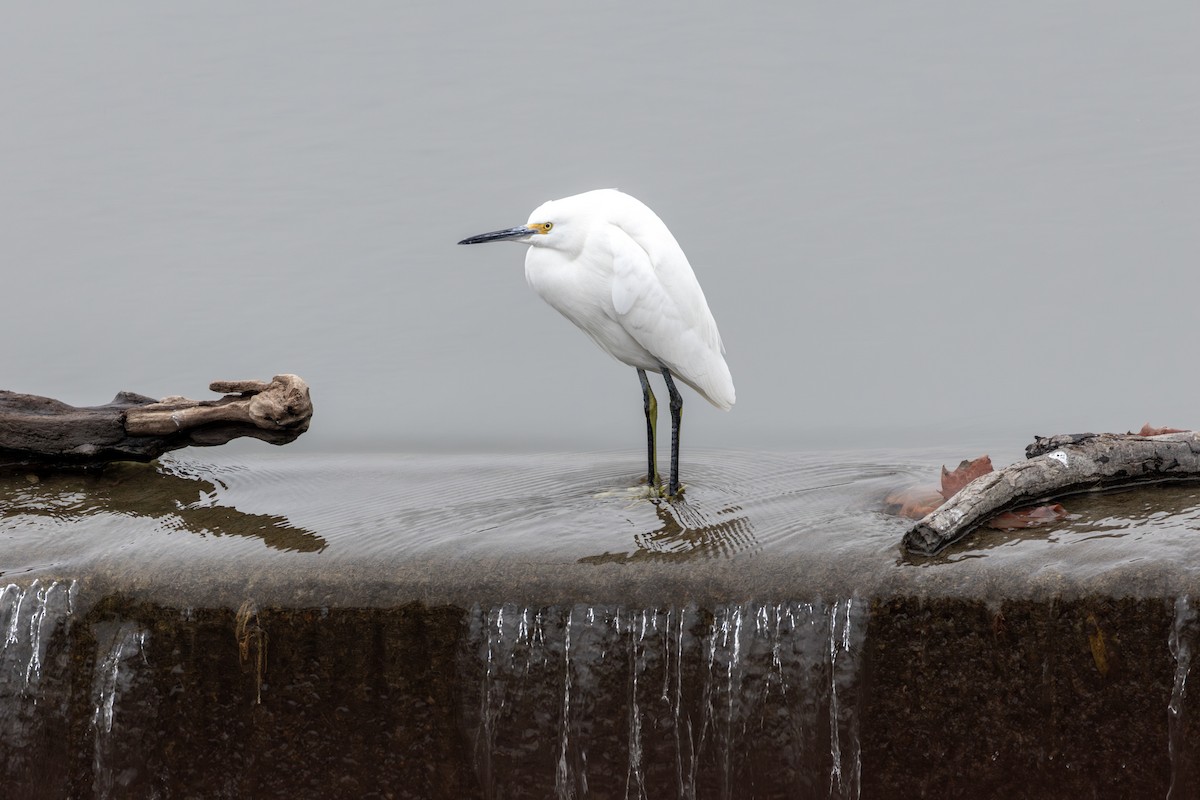 Snowy Egret - ML646511817