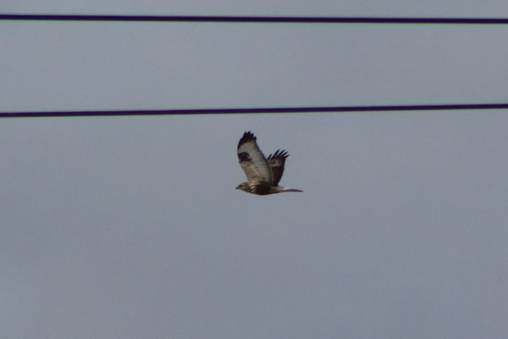 Rough-legged Hawk - ML646511823