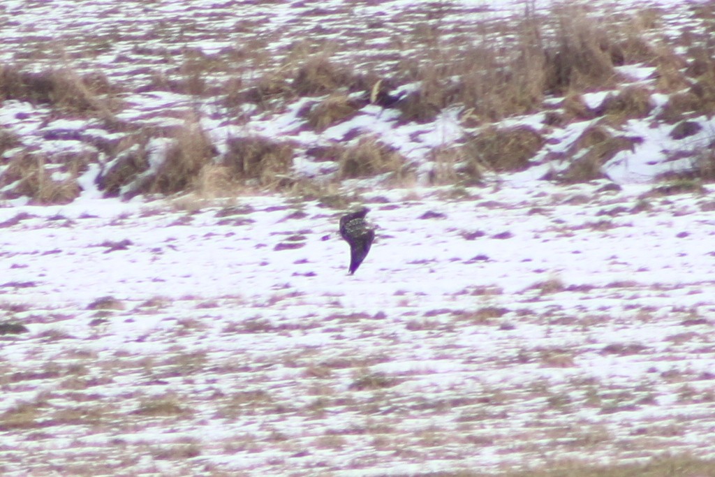 Rough-legged Hawk - ML646511824
