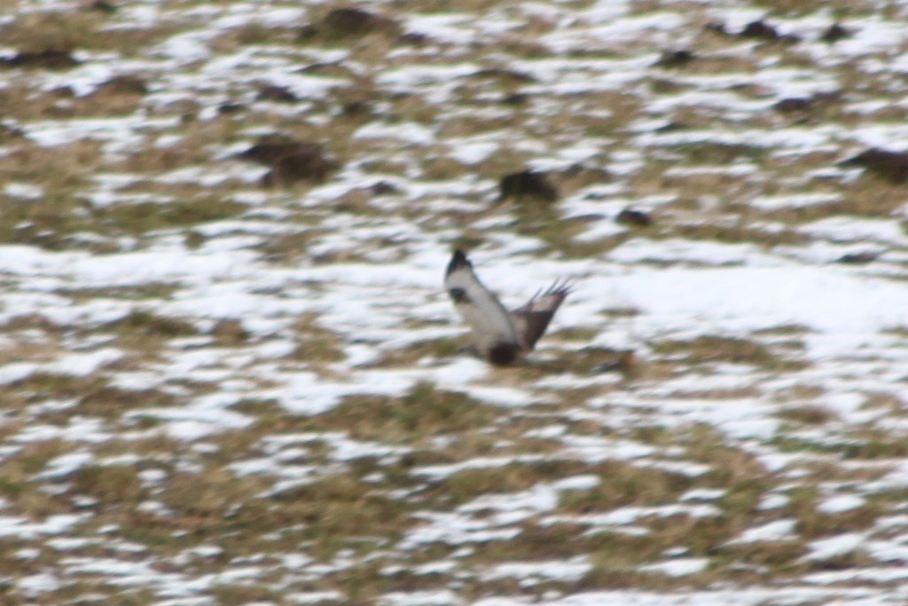 Rough-legged Hawk - ML646511825