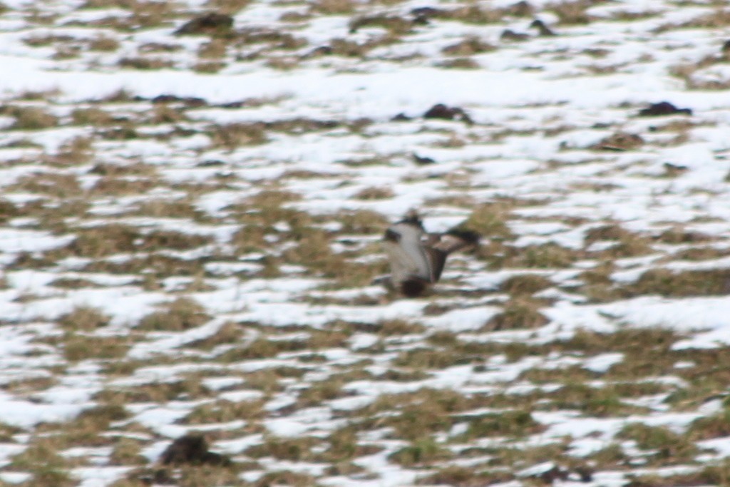 Rough-legged Hawk - ML646511826