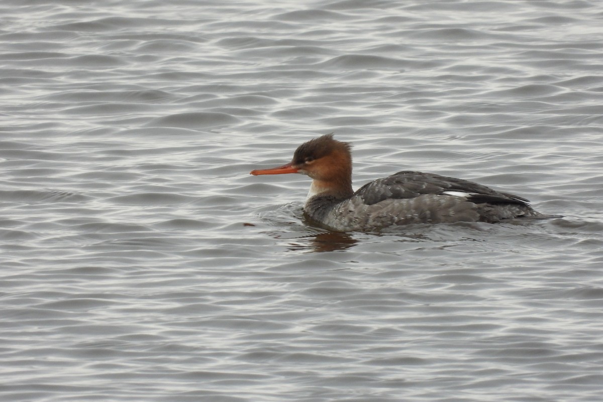 紅胸秋沙 - ML646511830