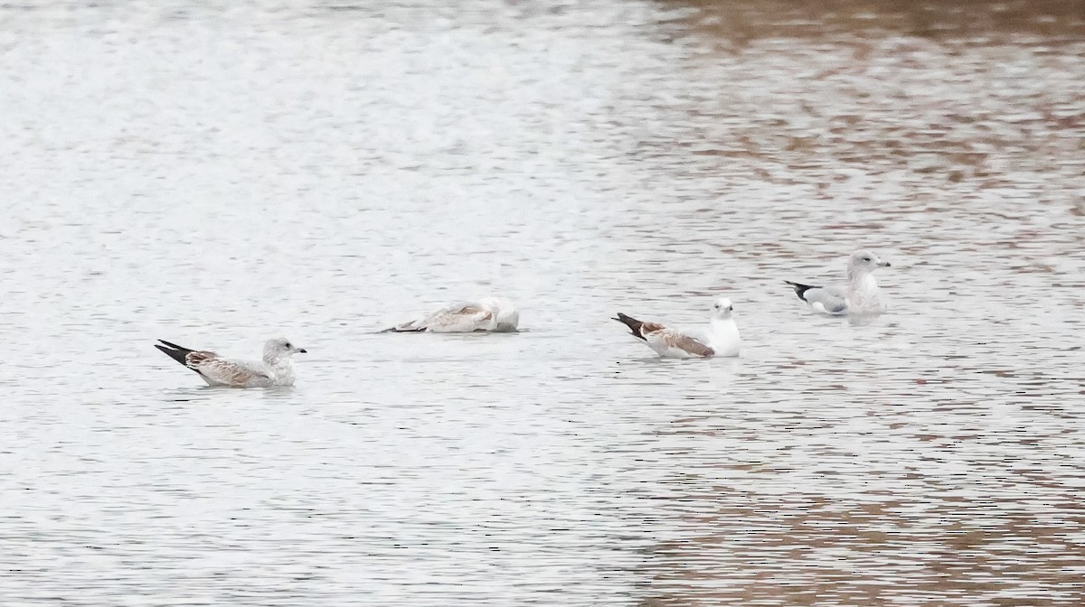 Ring-billed Gull - ML646511833