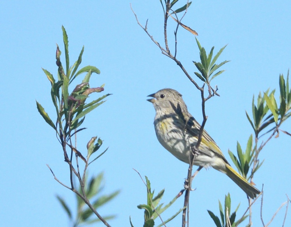 Saffron Finch - ML646511842
