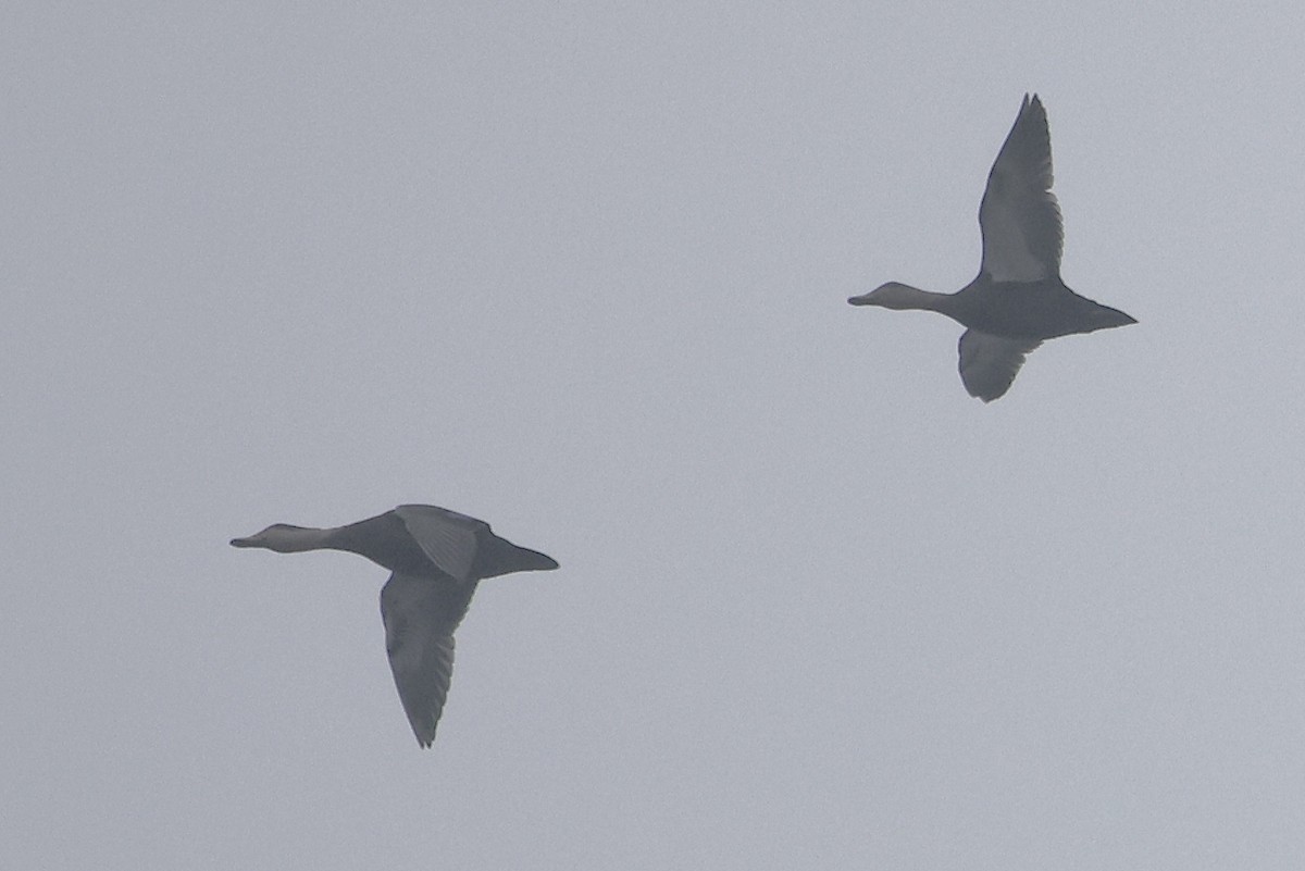 Ahate iluna - ML646511843