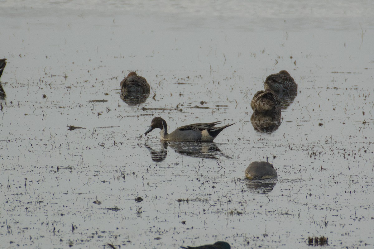 Northern Pintail - ML646511844