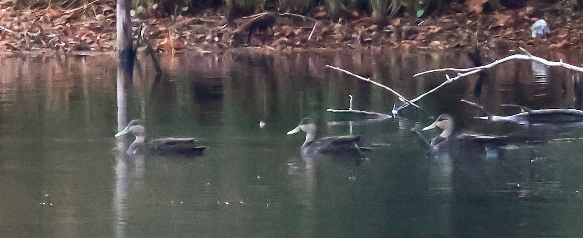 Ahate iluna - ML646511849