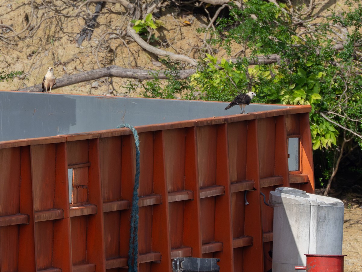 Yellow-headed Caracara - ML646511868