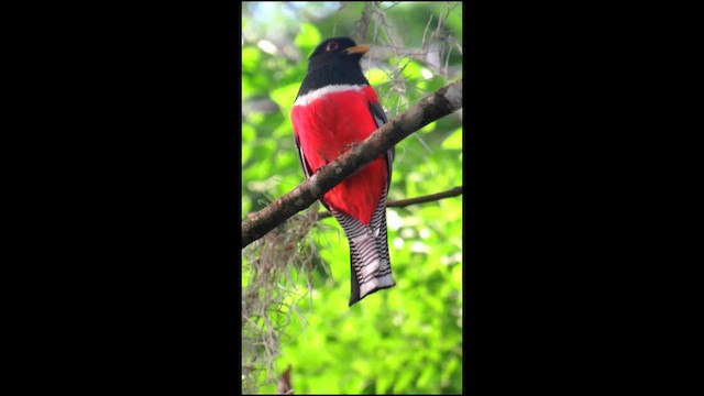 Trogón Acollarado - ML646511869