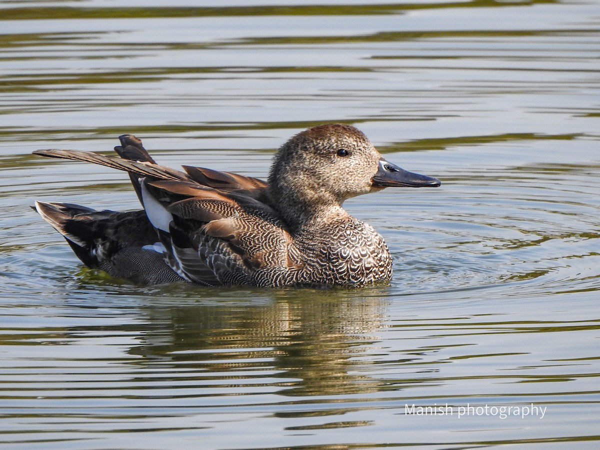 Boz Ördek - ML646511870