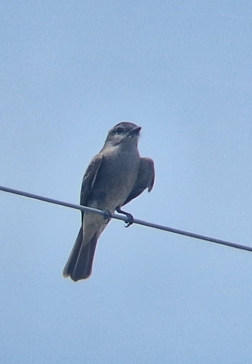 Crowned Slaty Flycatcher - ML646511871