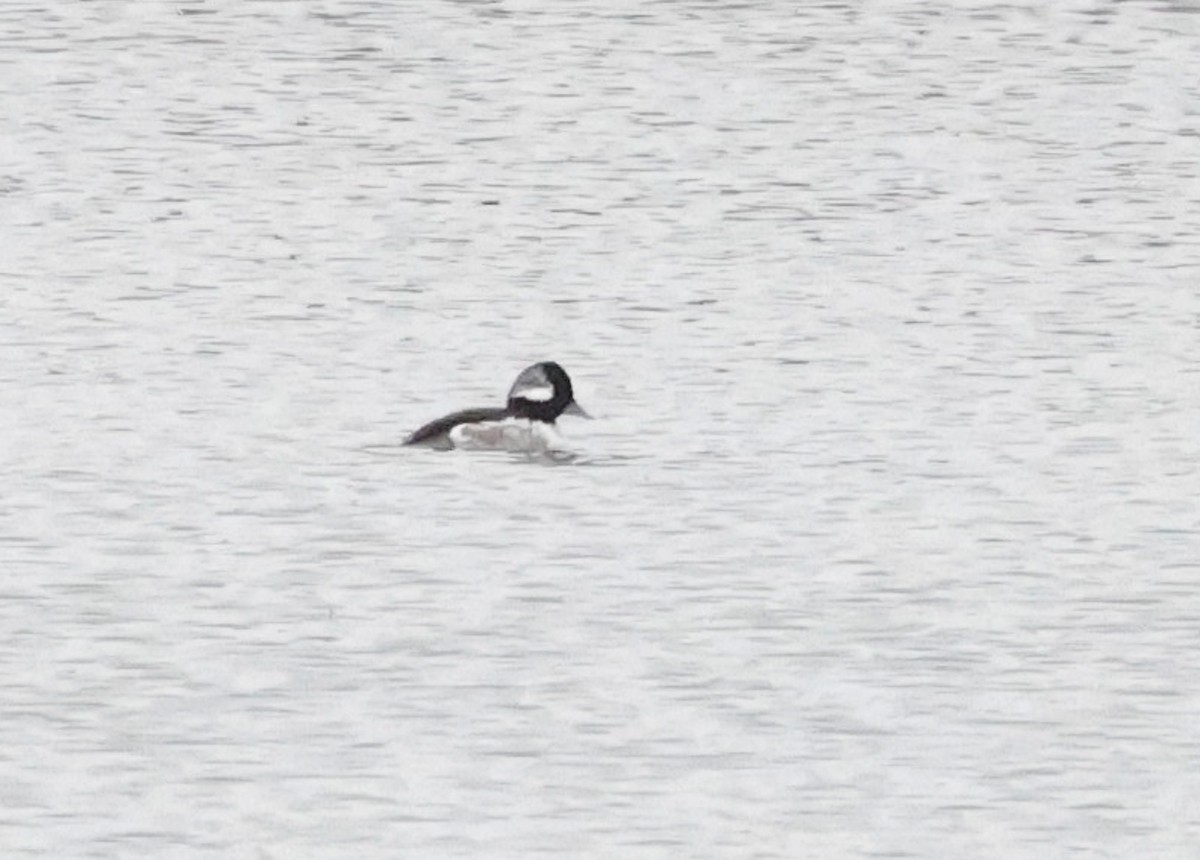 Bufflehead - ML646511881