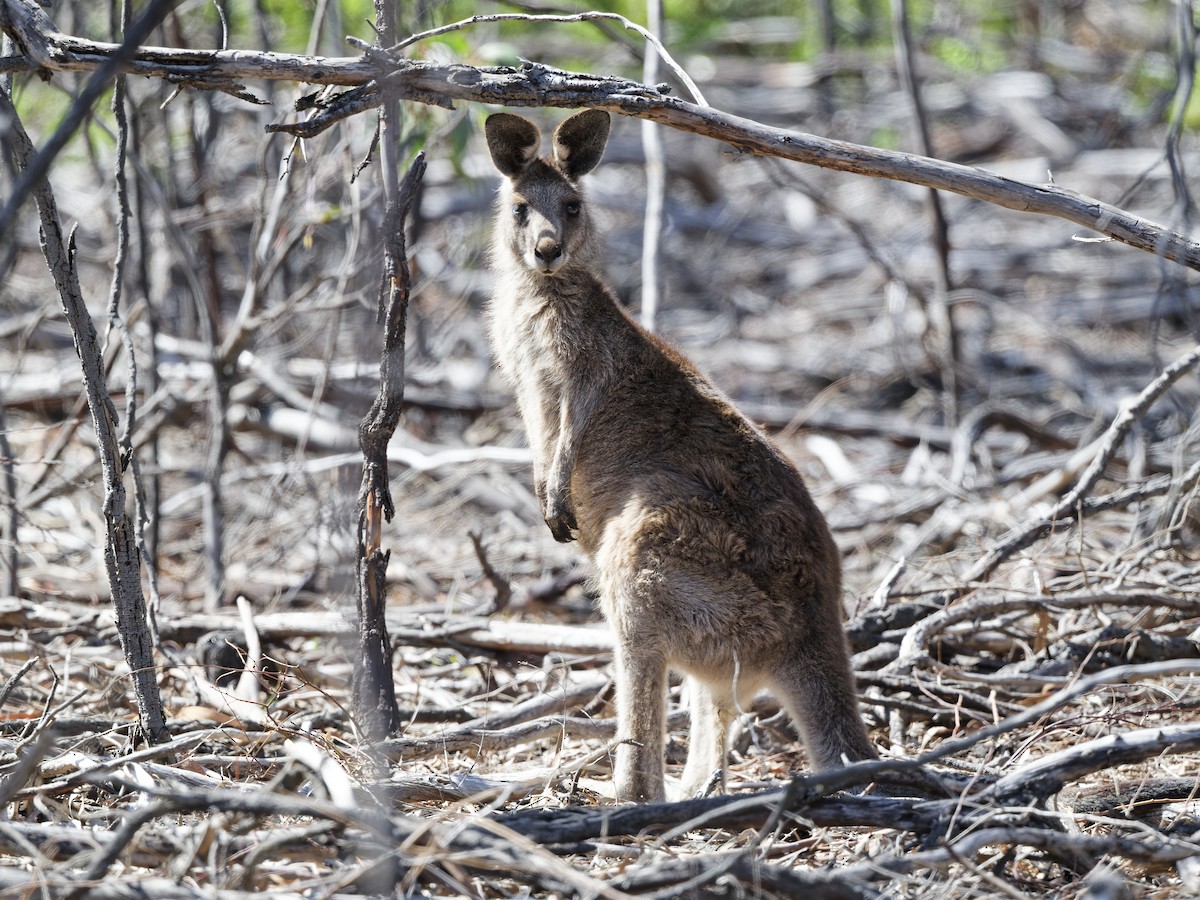 Болотный валлаби - ML646511886