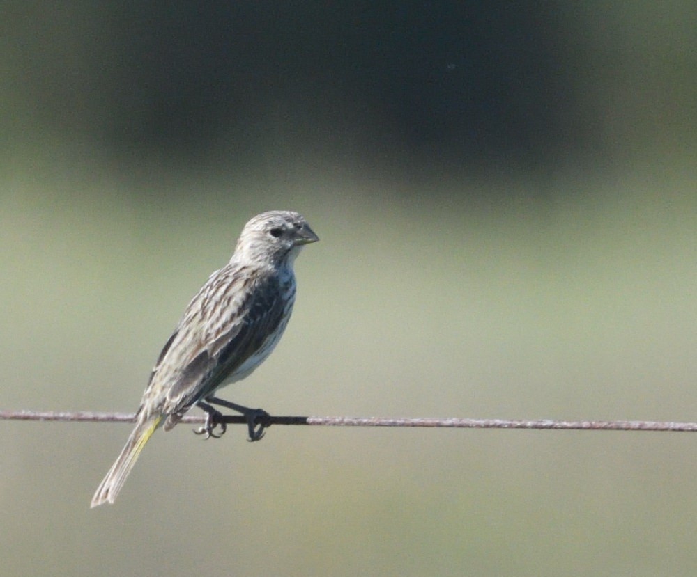 Saffron Finch - ML646511887