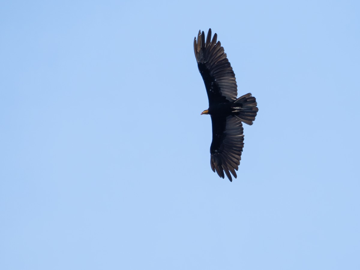 Greater Yellow-headed Vulture - ML646511888