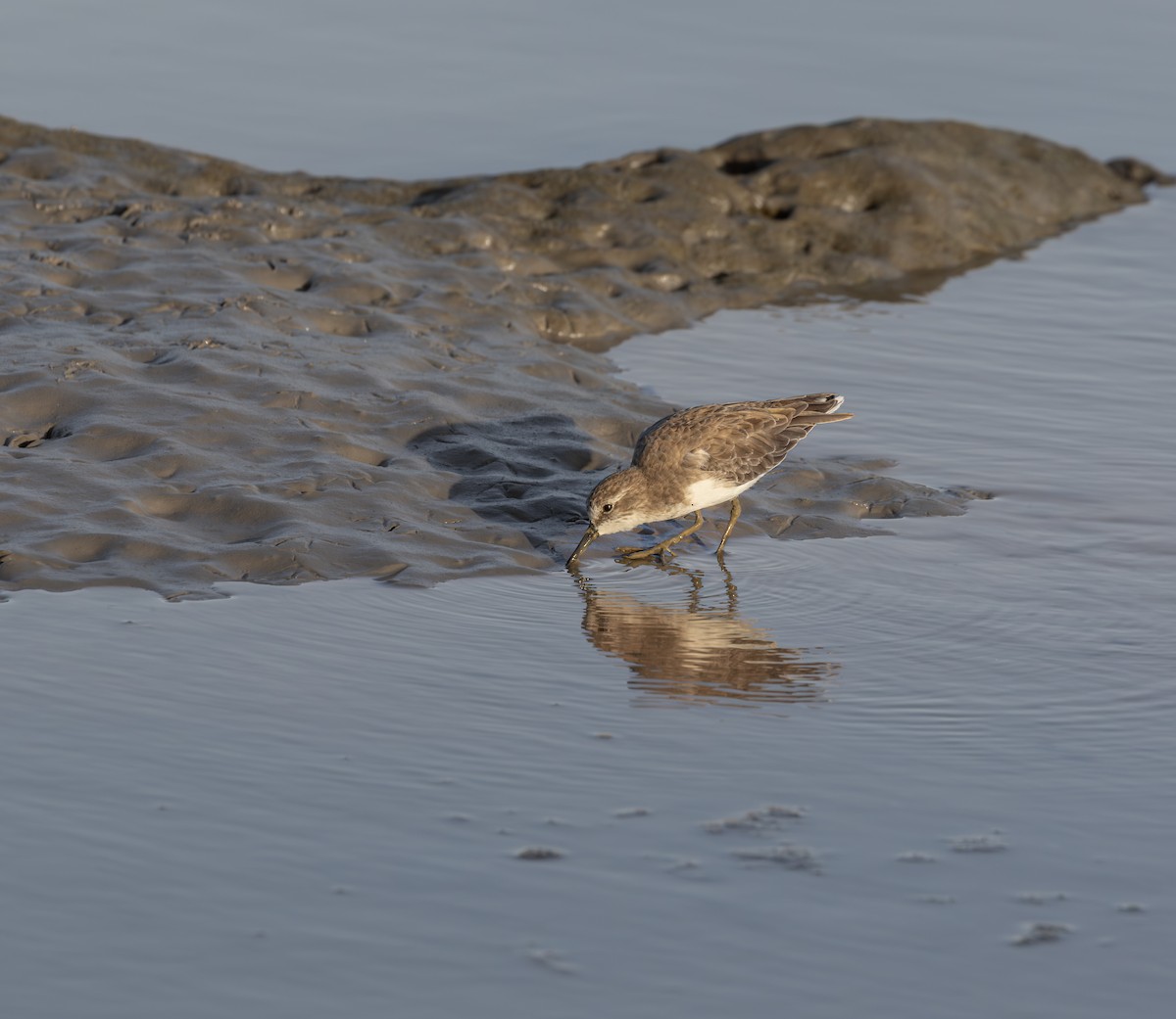 Least Sandpiper - ML646511889