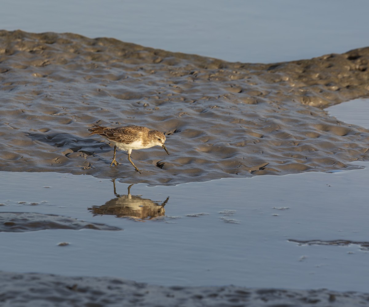 Least Sandpiper - ML646511890