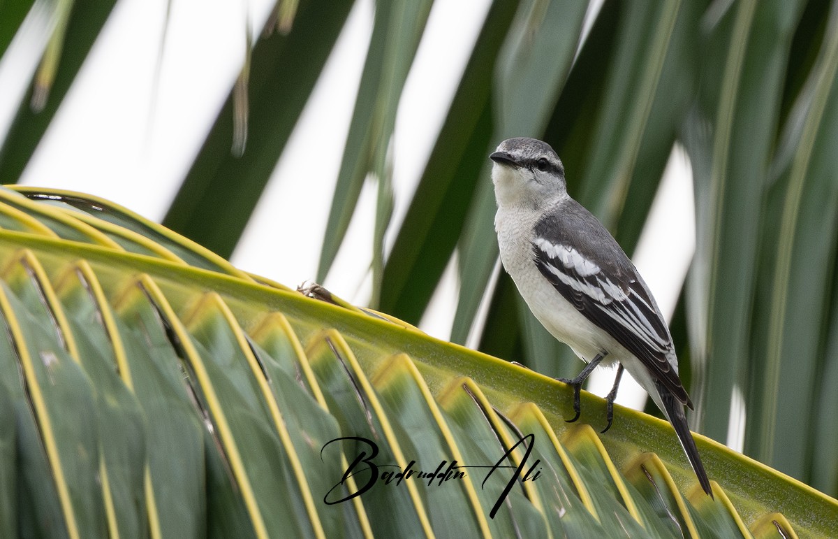 Pied Triller - ML646511891