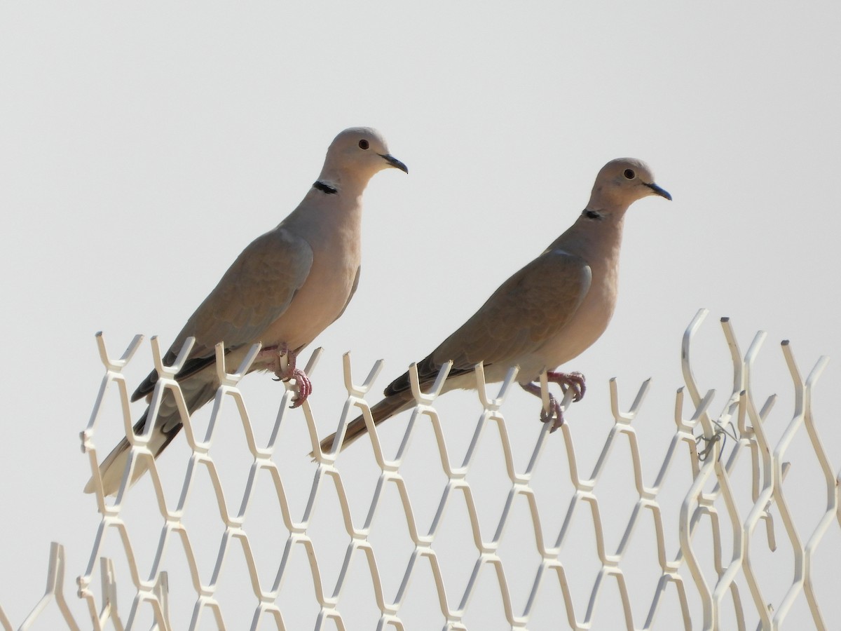 tyrkerdue - ML646511894