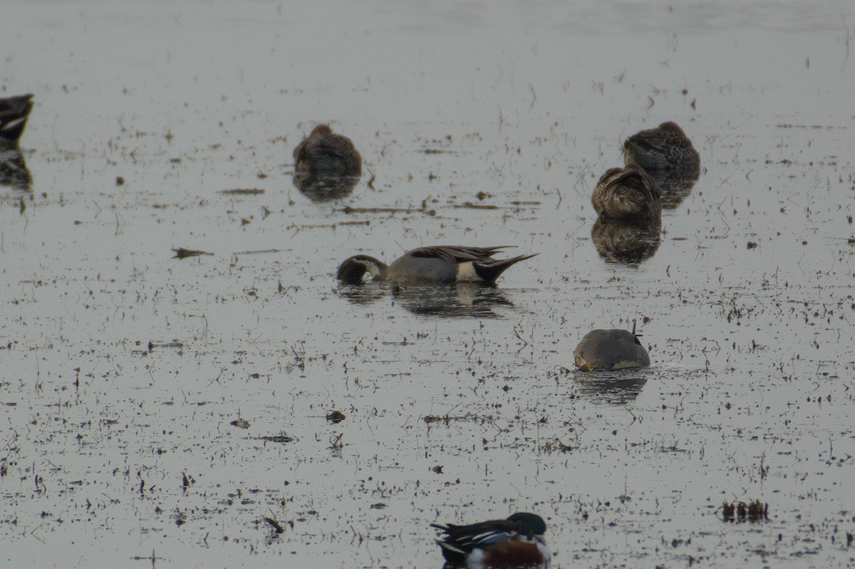 Northern Pintail - ML646511895