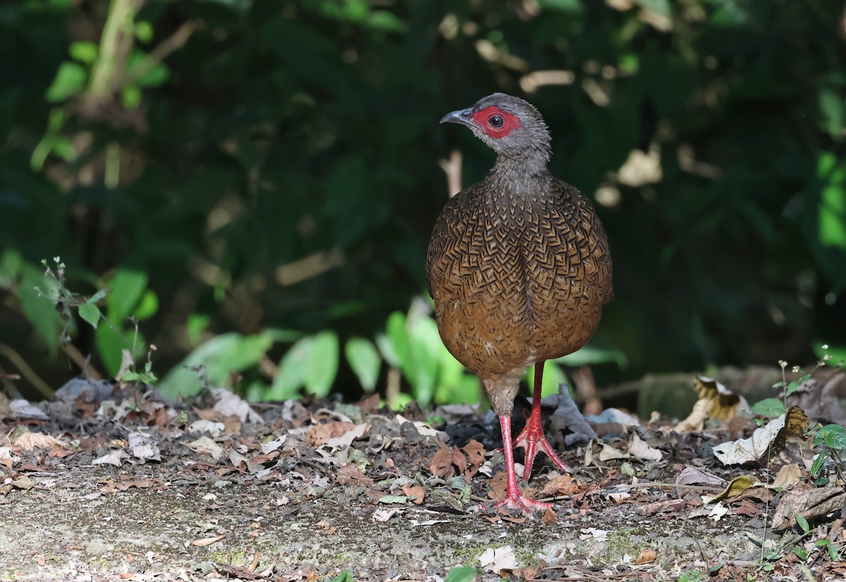 藍腹鷴 - ML646511897