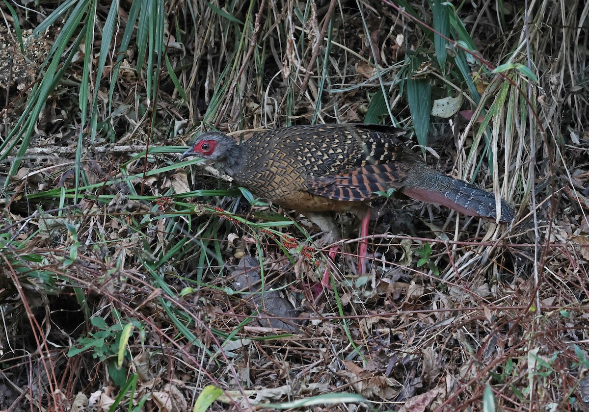 藍腹鷴 - ML646511898