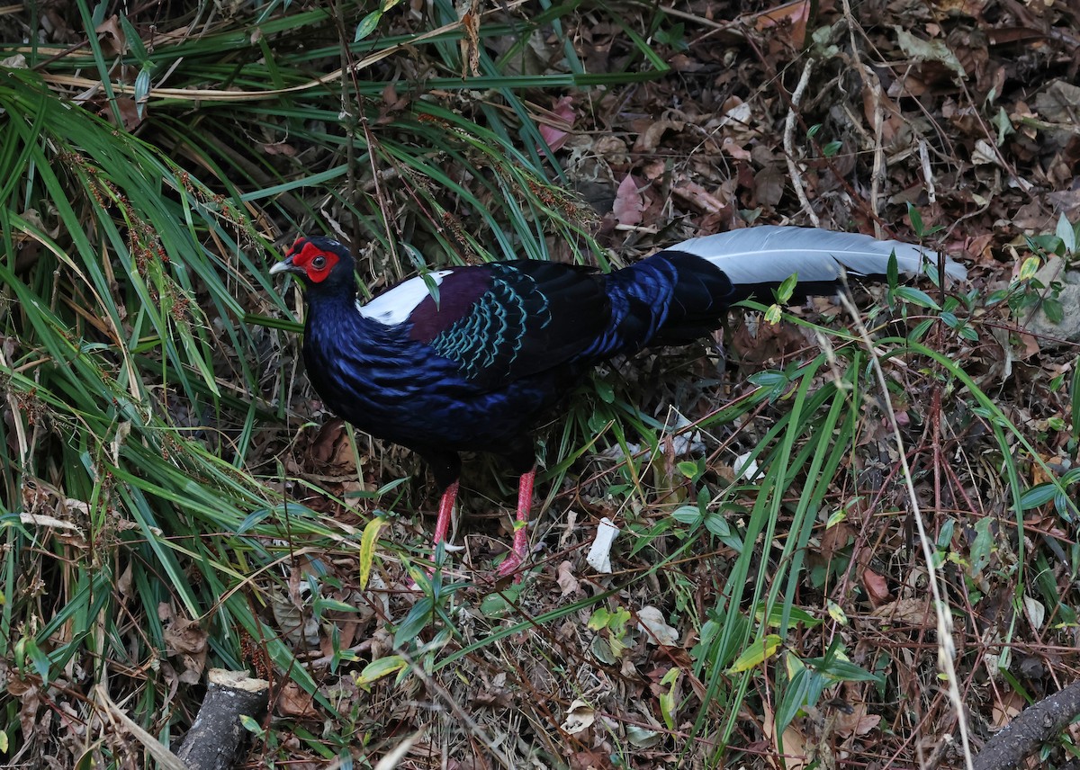 藍腹鷴 - ML646511899