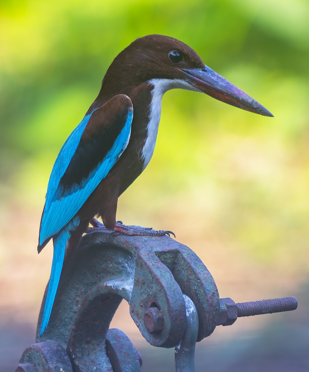 White-throated Kingfisher - ML646511900