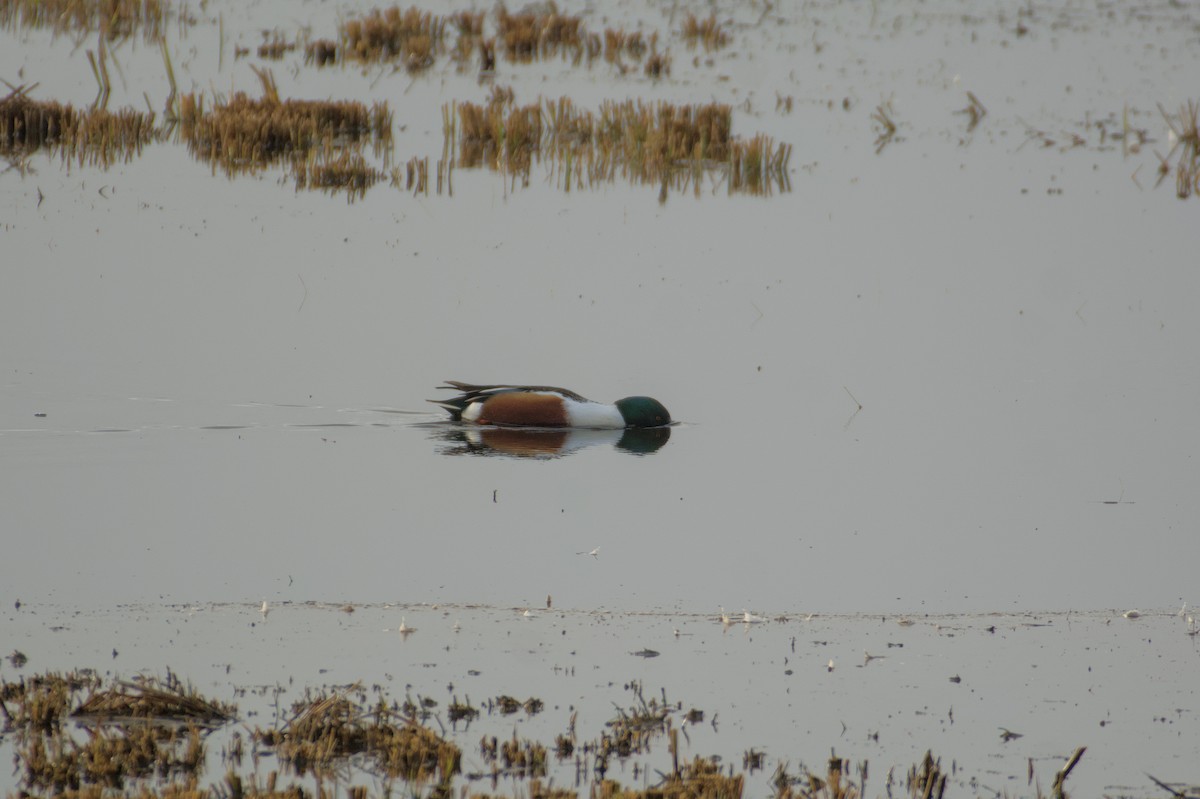 Northern Shoveler - ML646511902