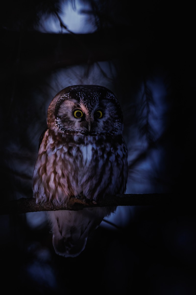 Boreal Owl - ML646511903