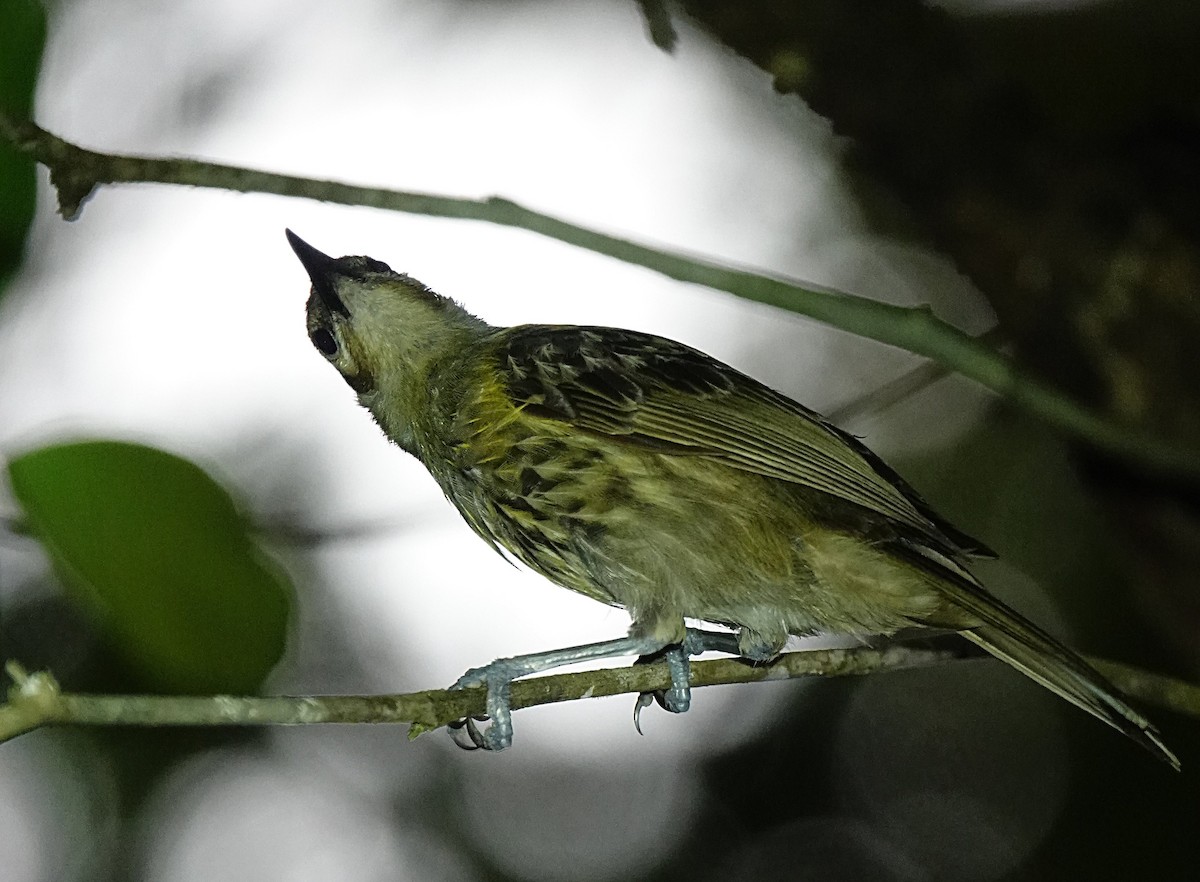 Macleay's Honeyeater - ML646511905