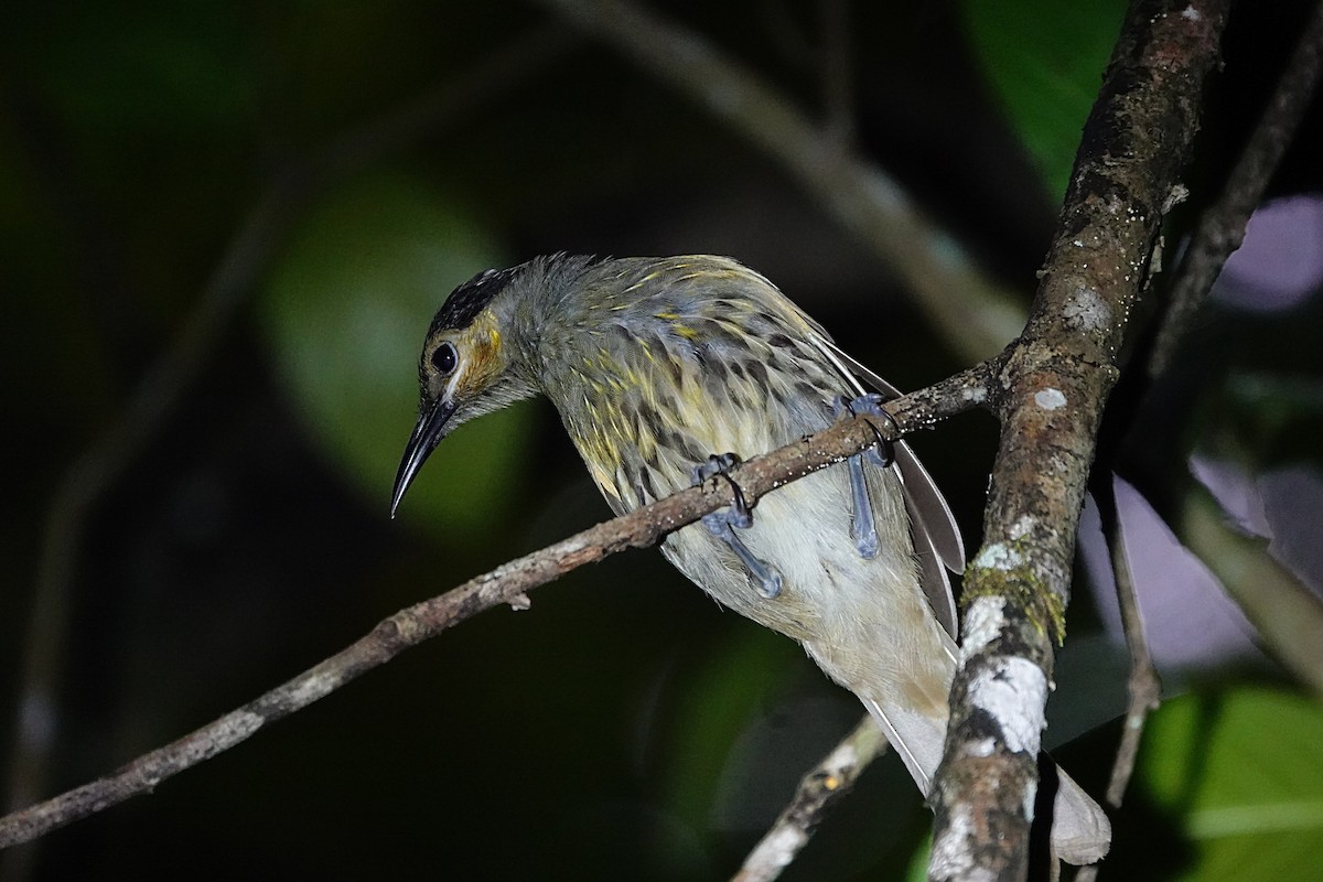 Macleay's Honeyeater - ML646511906