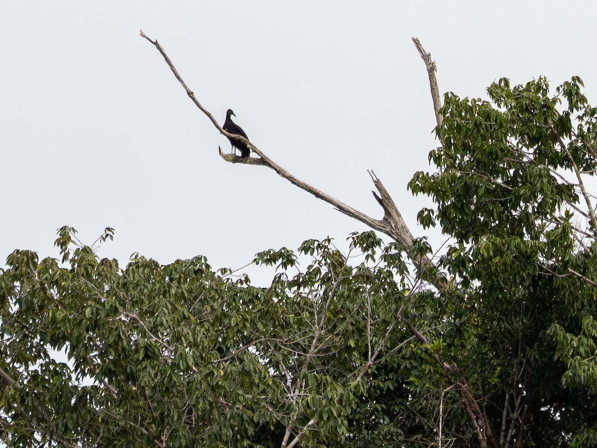 Black Vulture - ML646511920